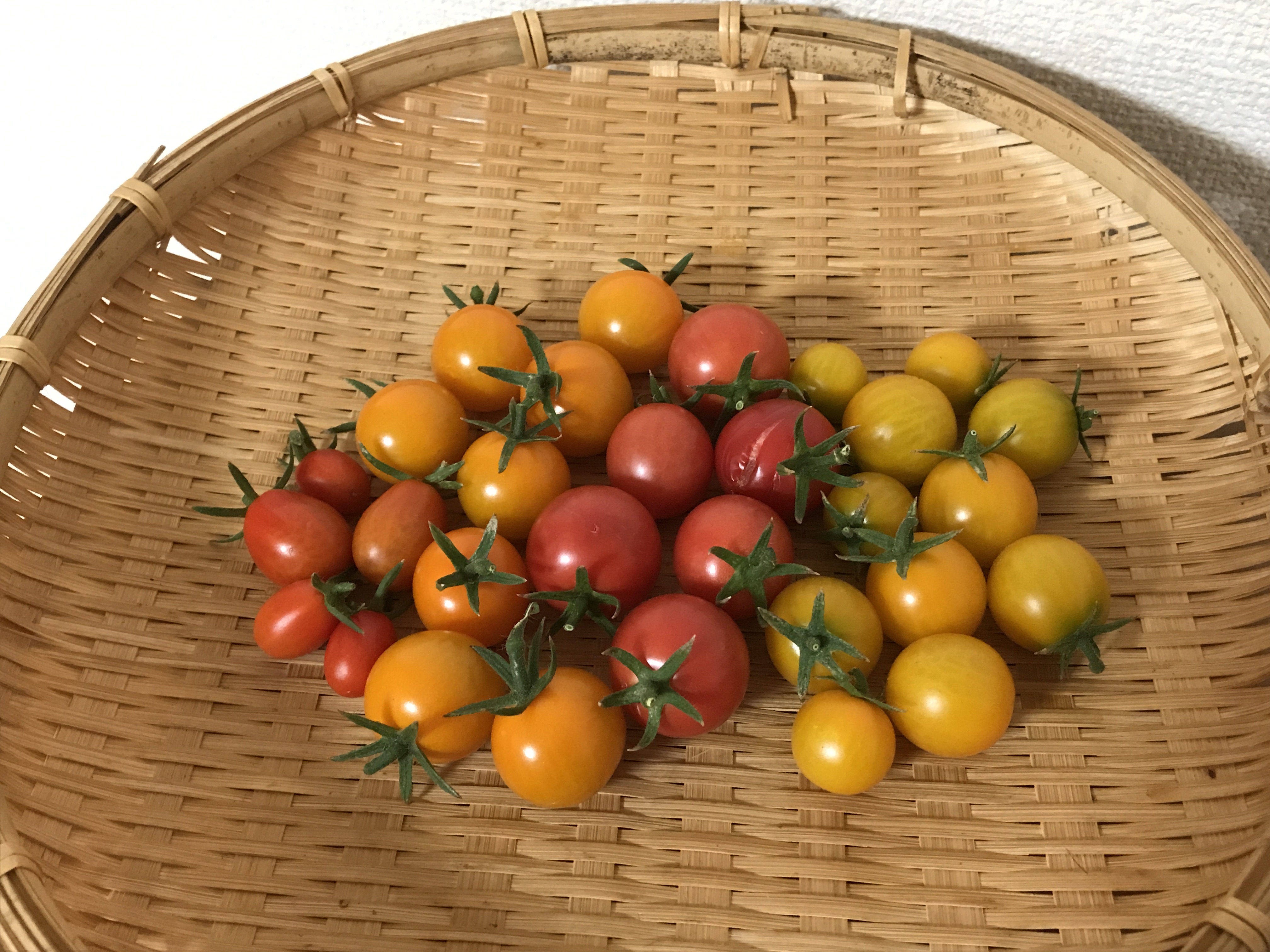 ミニトマト　収穫