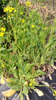 小松菜の菜の花2016