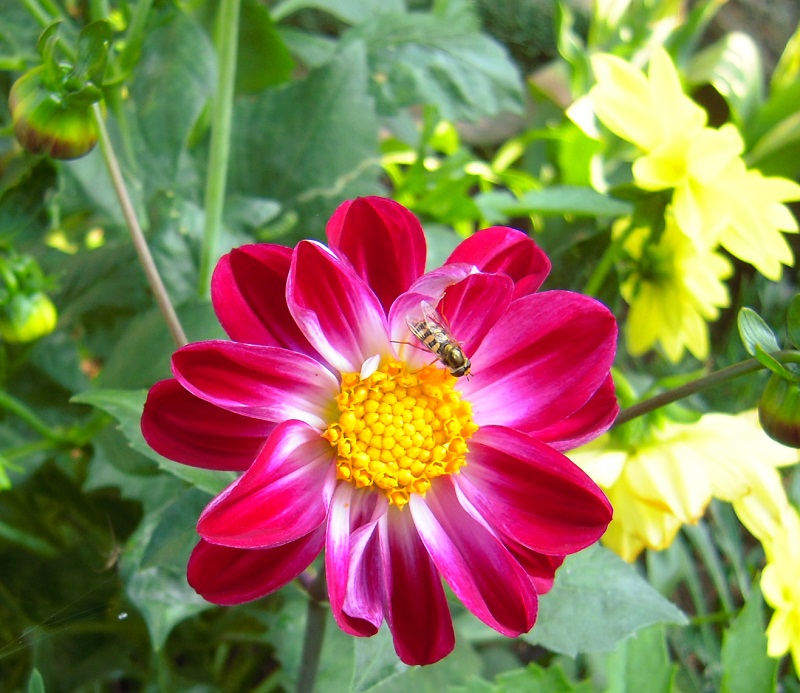 DSCN6969.JPG