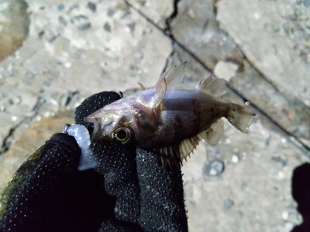 showPhoto (640×480)