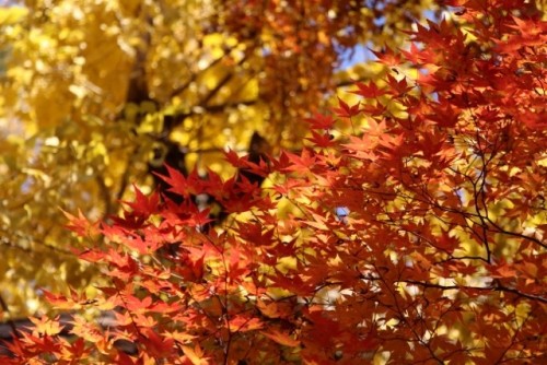 IMG_0129 (427x640).jpg