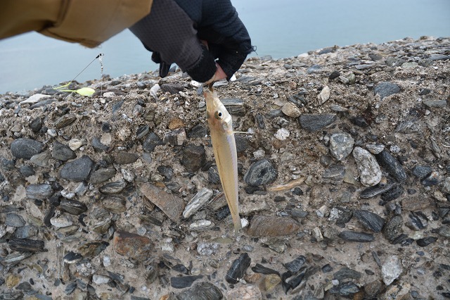 showPhoto (640×426)