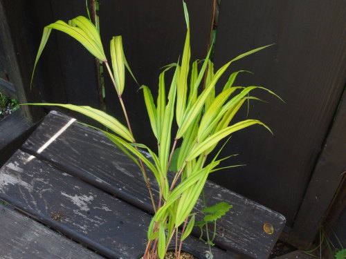 2015-05-30 13.16.09.jpg