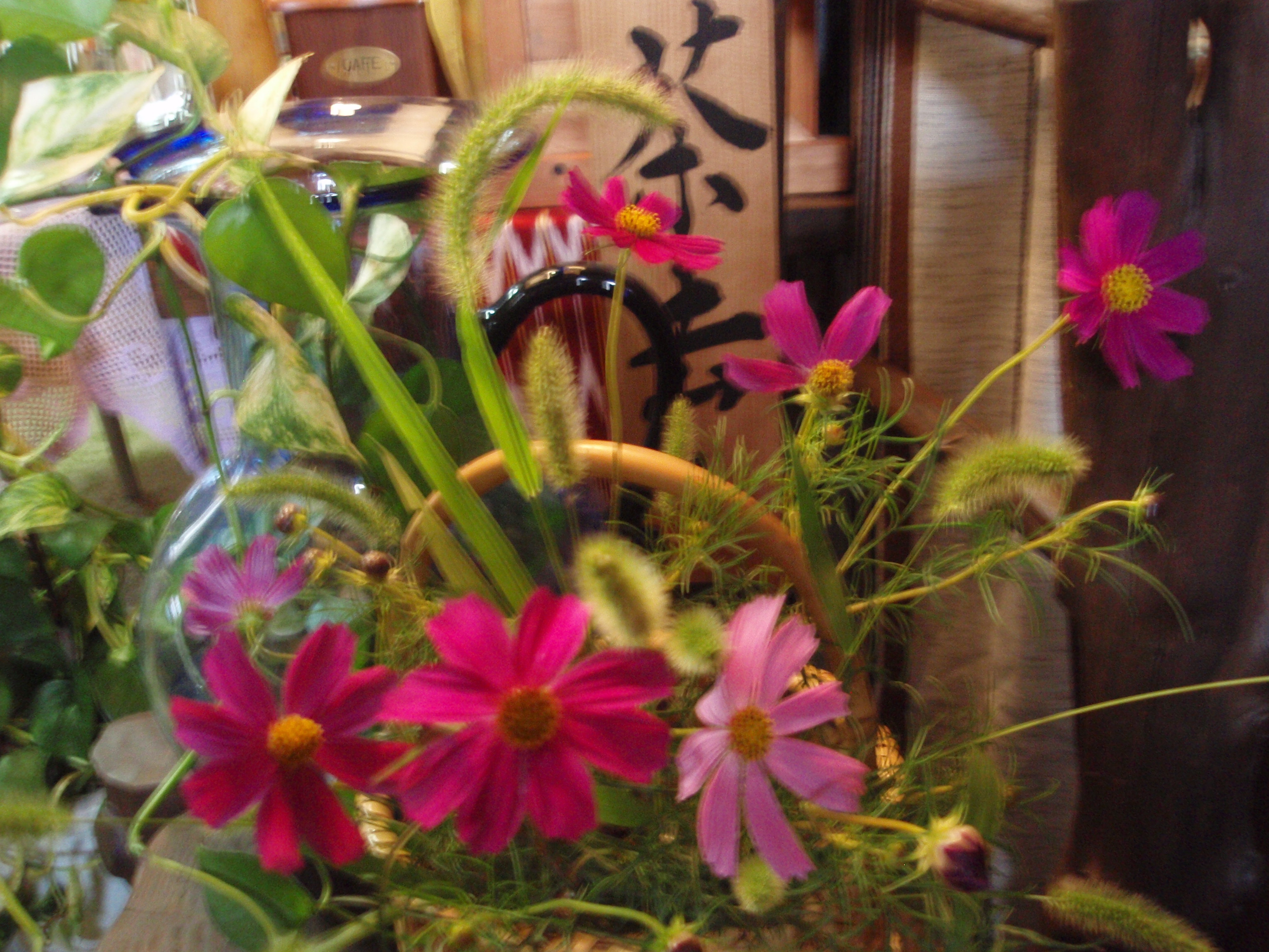 ベイナスとねこじゃらし・コスモス 002.jpg