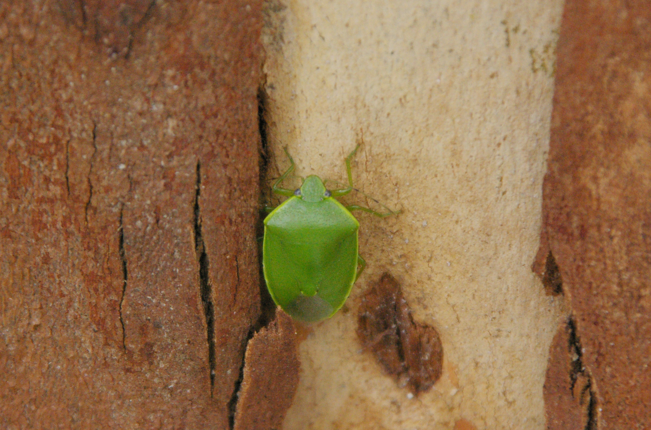 ツヤアオカメムシ