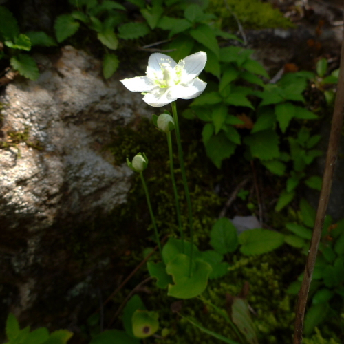 7会津磐梯山の花.jpg