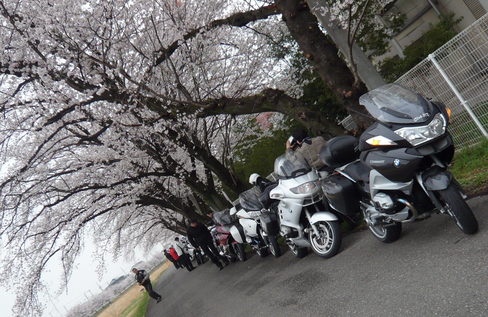 千本桜.JPG