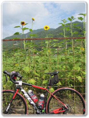 7158ひまわり_7158 - コピー.jpg