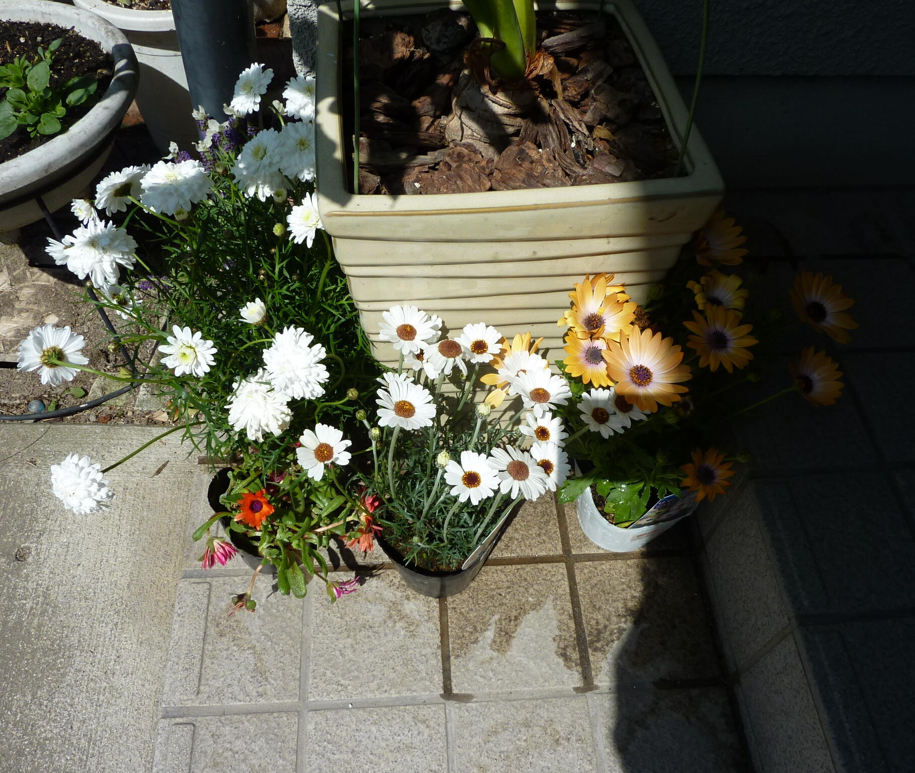 130407-siba-0.jpg