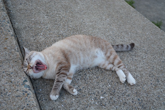 showPhoto (640×426)