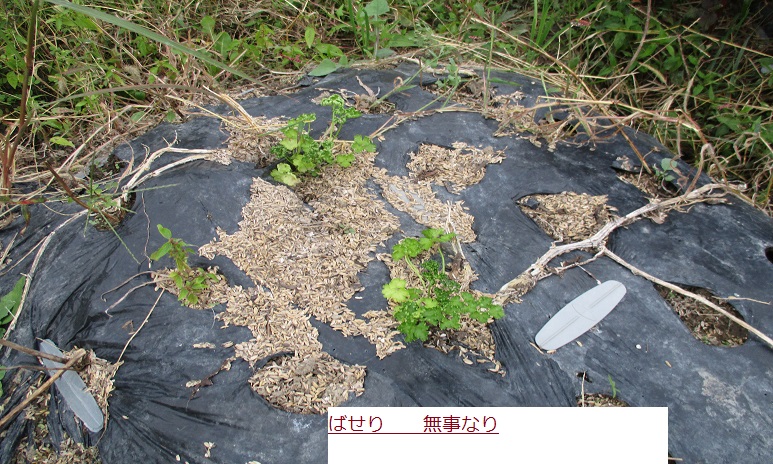 ばせり.JPG