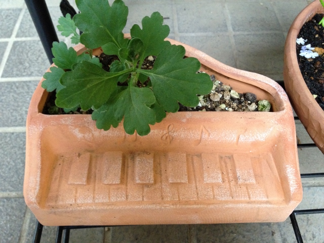 IMG_9201 (640x480).jpg