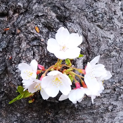 幹に桜の花房2022.jpg