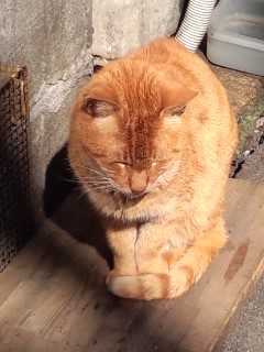 日向は気持ちいいにゃあ…2014