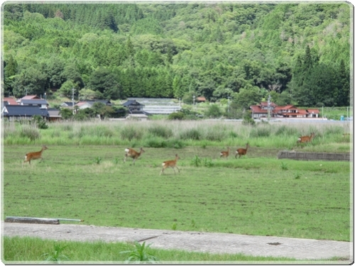 0394R212沿線風（鹿の大群）吉田町柳原地区_0394.jpg