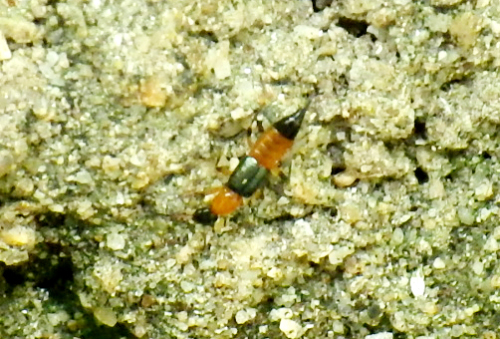 アリガタハネカクシ