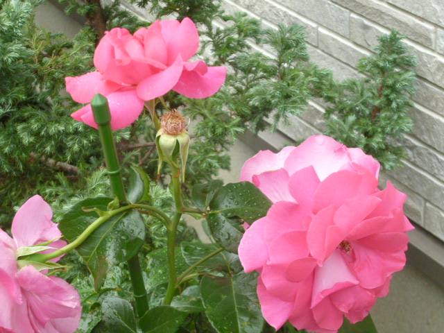 P1070558.JPG