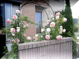 DVC00335.JPG