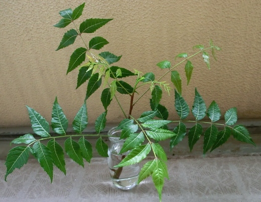 ニームの木挿木(切り戻した枝を水につけた。半分くらいに切ってそれぞれ水につけた。).JPG