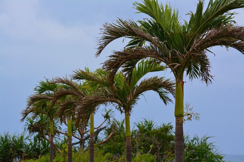 DSC_1083.jpg