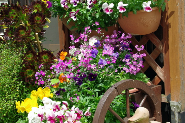 ビオラを撮ってみました