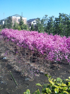 春２０１２－２.jpg