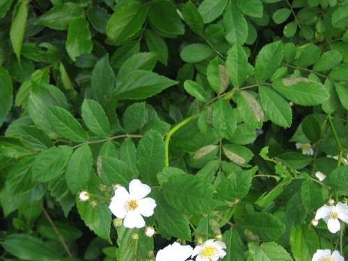 素朴な可愛らしさ という花言葉があるノイバラの花 5月の玉川上水緑道 しろうと自然科学者の自然観察日記 楽天ブログ