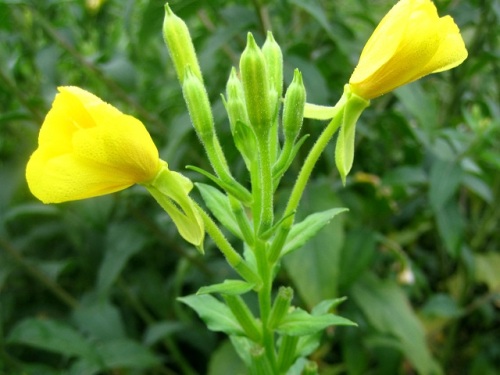 メマツヨイグサの花 立川市 泉町西公園での自然観察 その8 しろうと自然科学者の自然観察日記 楽天ブログ