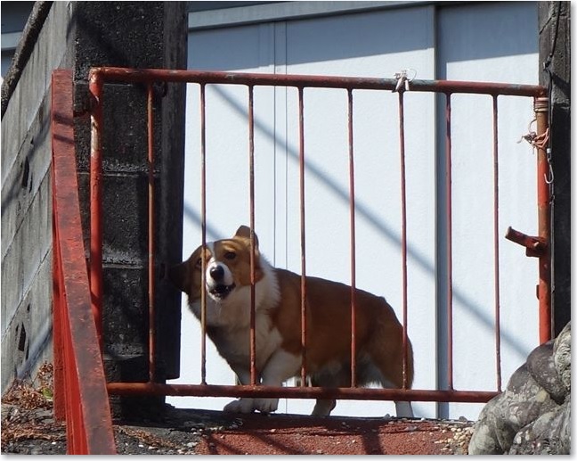 17犬 ・・・ですよね？R