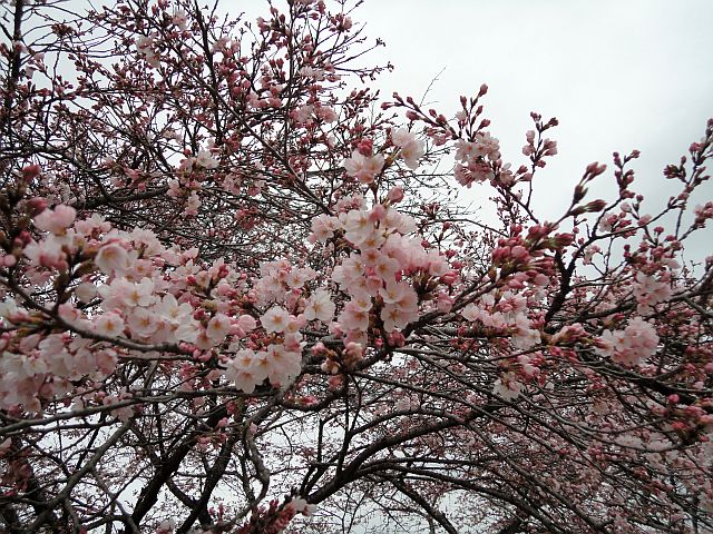 160405kuroisokouenn2.jpg