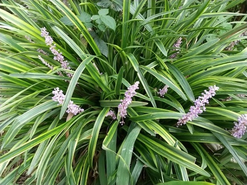 ヤブランが開花 秋の紫の花が増えました V ネコ様とガーデニング 楽天ブログ