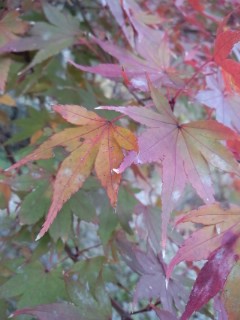 赤緑まだら紅葉アップ2013.jpg