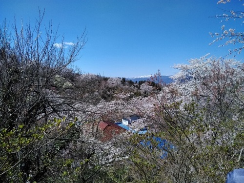 花見山c
