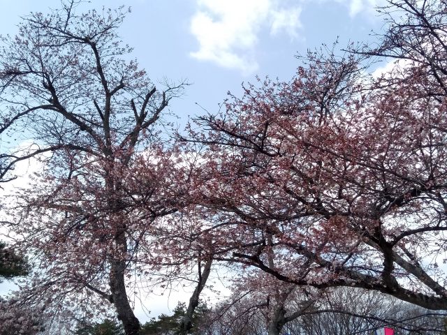 250407kuroisopark.jpg