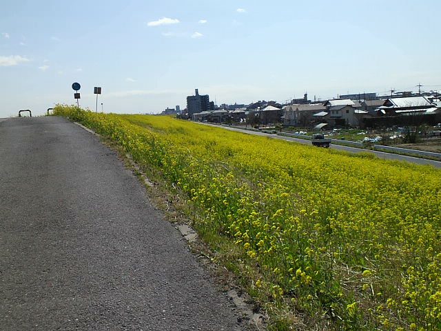 ３月２１日菜の花〜３.jpg