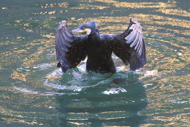 P95A0177 (800x533).jpg