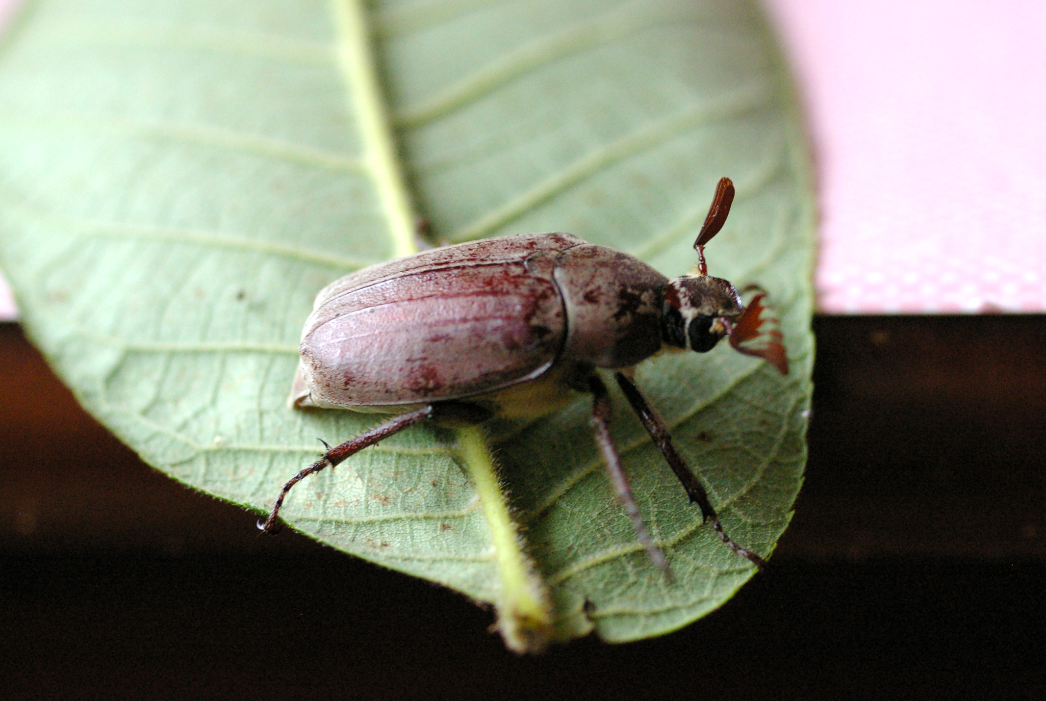 オオコフキコガネ