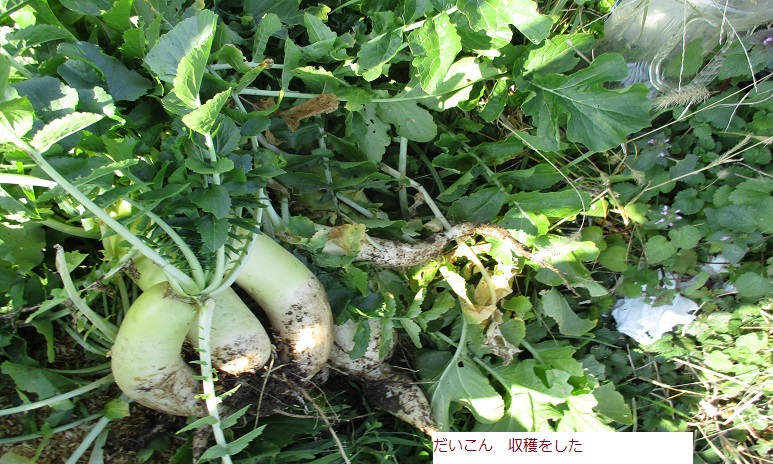 だいこん.JPG