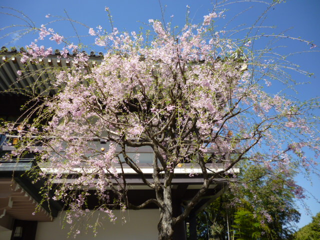 P1070425.JPG