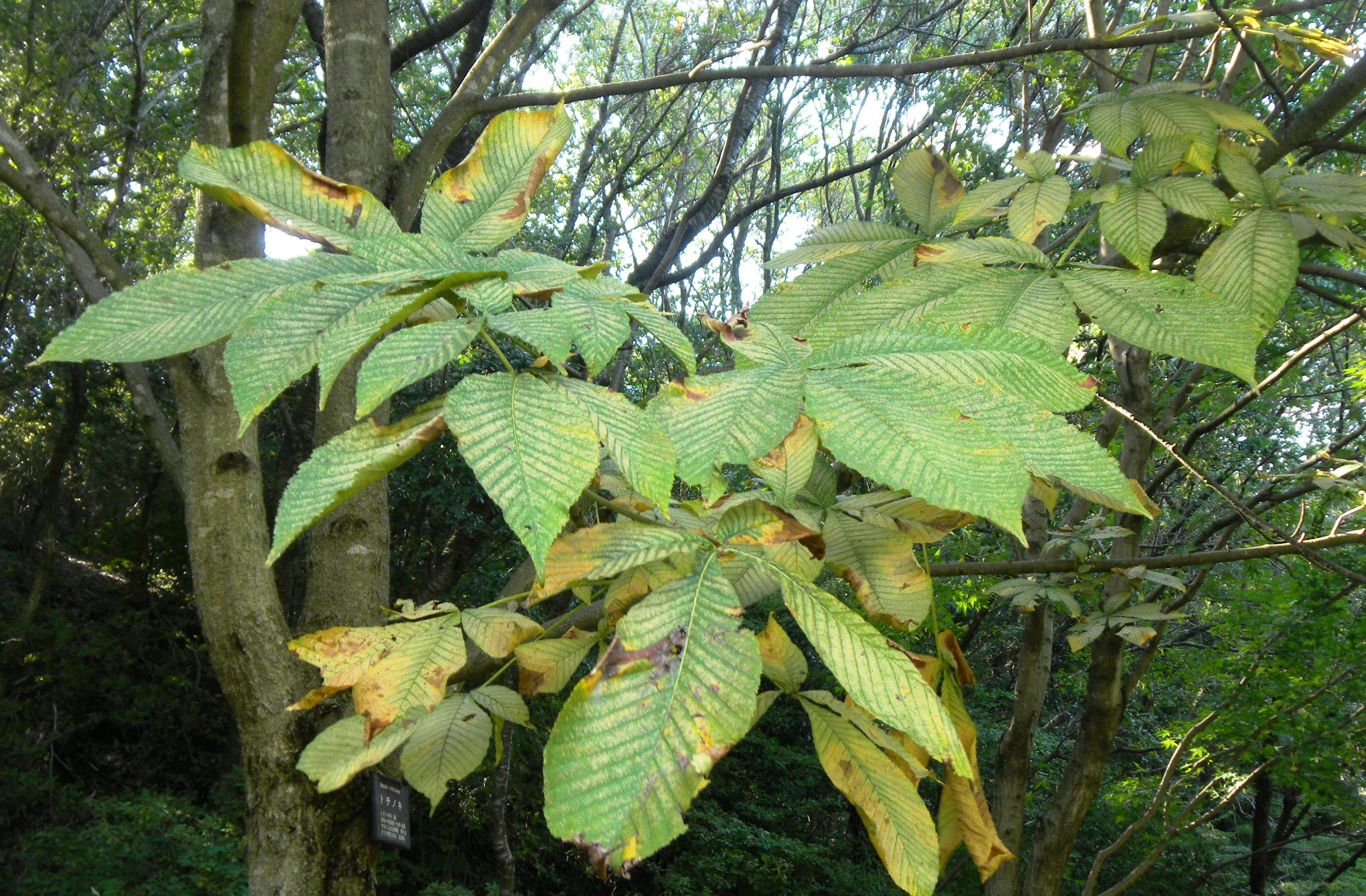 15トチノキ (4).JPG