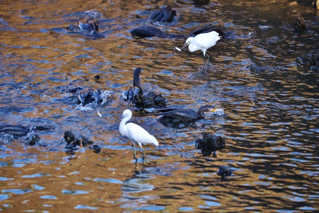 CJ9I1239 (640x427).jpg