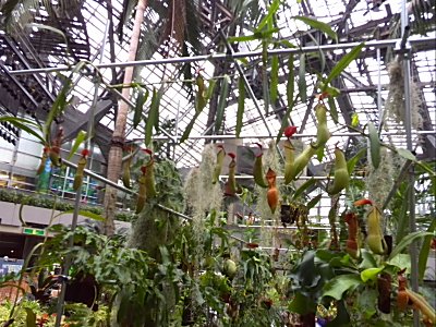 咲くやこの花館　ウツボカズラトンネル.jpg