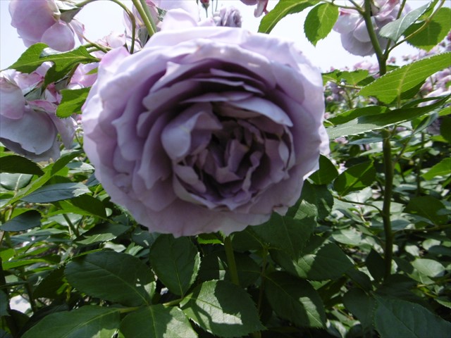 P1240788_R.JPG