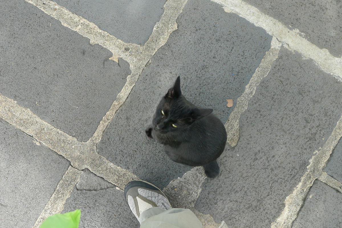 2黒猫が寄ってきた (2).JPG