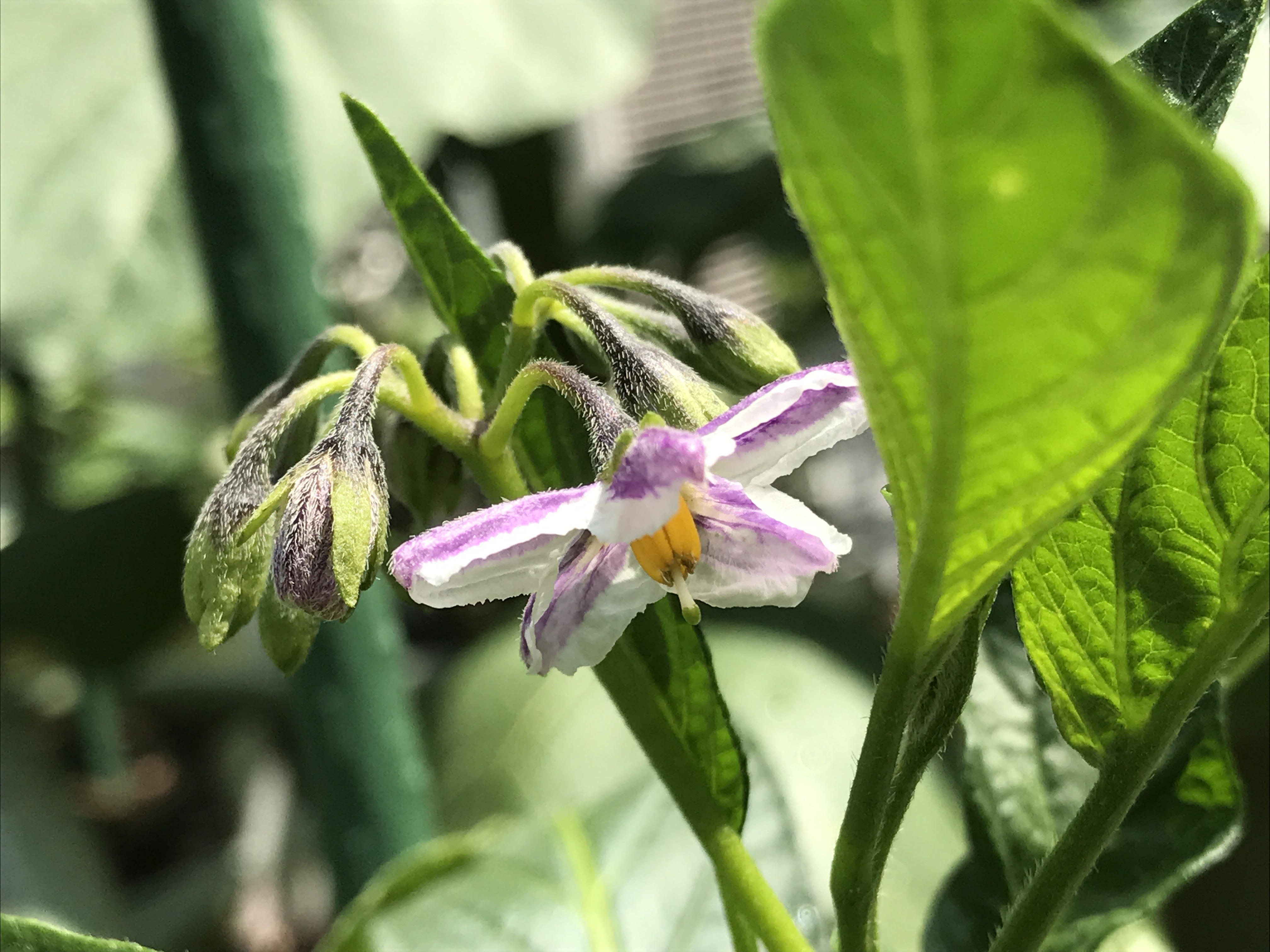 ペピーノ　花