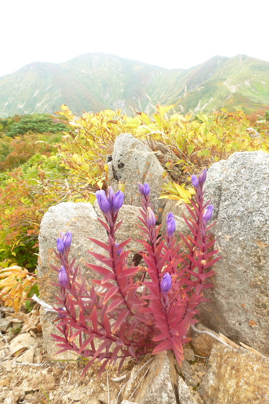 1朝日連峰の花.jpg