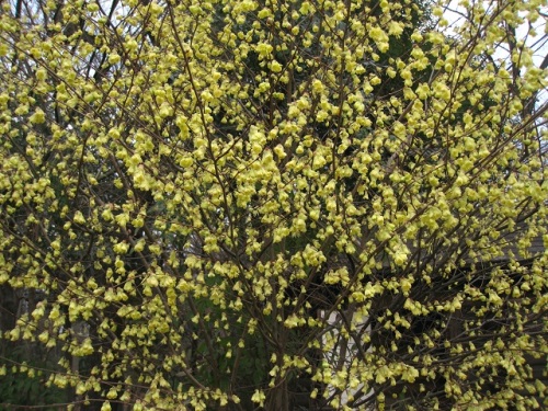 ヒュウガミズキの花が満開になりました トサミズキより木も花も小さいので ヒメミズキ と言われ それが訛ってヒュウガミズキになったという説などがあります しろうと自然科学者の自然観察日記 楽天ブログ