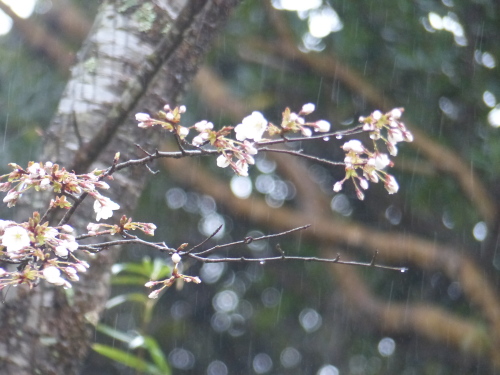 P1080184桜.JPG