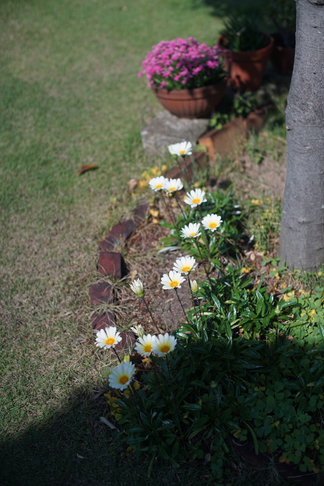 DSC00527 s.JPG