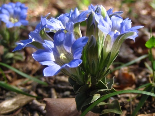 花の閉じた形が筆の穂先に似ていることから名づけられたフデリンドウの花 自然観察の振返り 17 リンドウ科の植物 第2回 しろうと自然科学者の自然観察日記 楽天ブログ